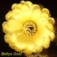 Tr. Bettys Gold.4.1.jpg 